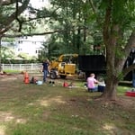 tree removal