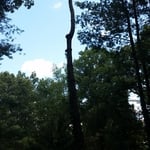 pine tree removal