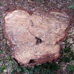 pine tree removal