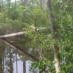 Tree removal
