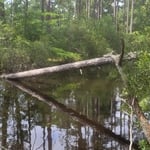 Tree removal