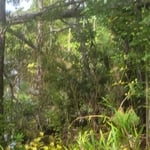 Tree removal