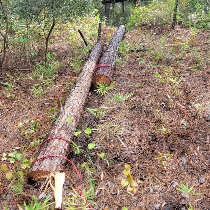 Tree removal