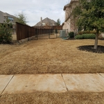 Bermuda grass