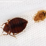 Adult and youngster bedbugs