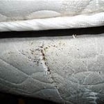 Evidence of vedbugs on a mattress