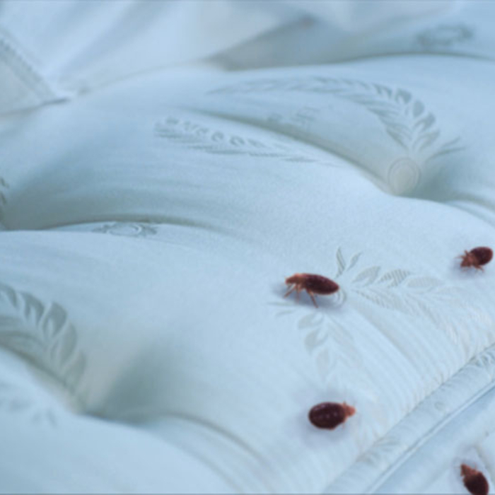 bedbugs walking on a mattress