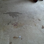The results of 2 pitbulls living in a room