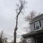 Tree work