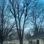 Tree work