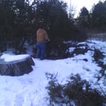 Tree Cutting