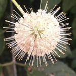 Button Bush