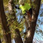 GreenTouch Tree Climber