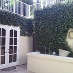 decorative climbing ivy on a home exterior