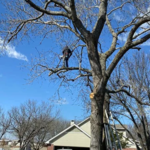 Tree service