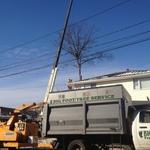 large oak removing limb with crane