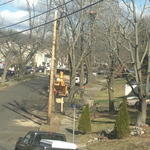 pruning trees on road