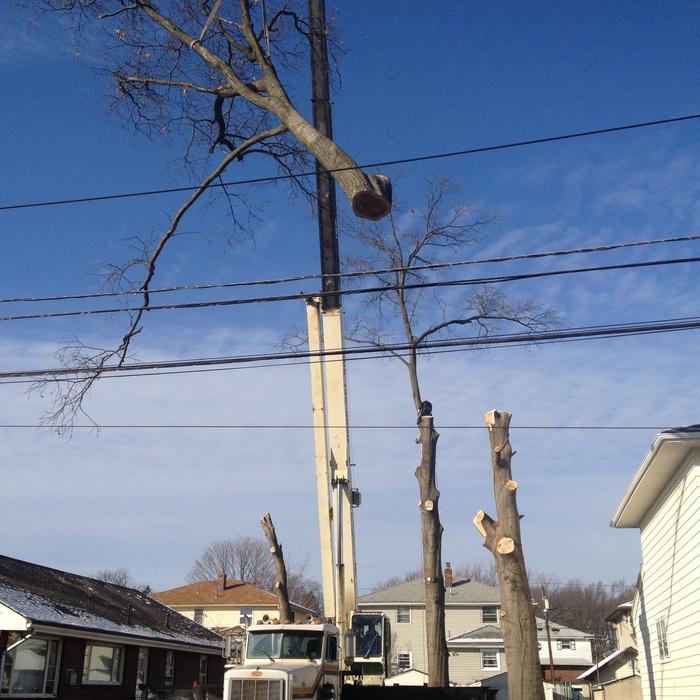 limb coming down