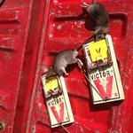 Bad rat!