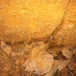 Termite tunnel
