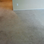 pet stain removal