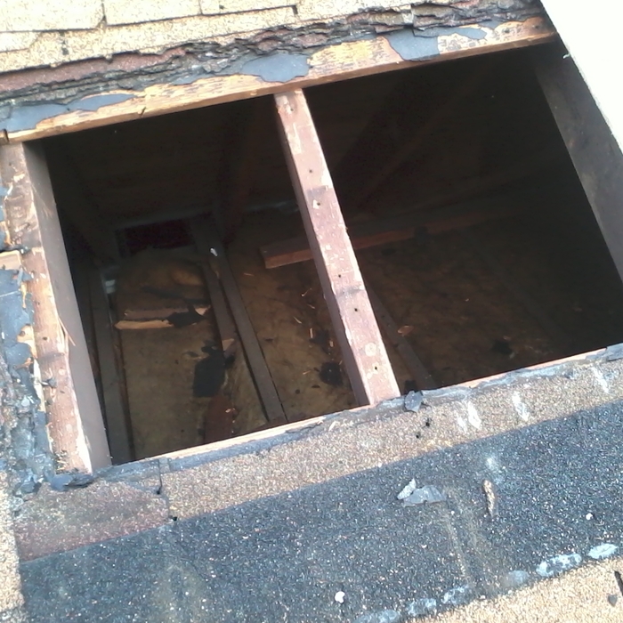 stripped, rotton wood removed