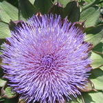 Artichoke