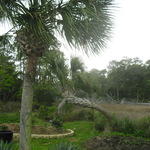 Bowing Palms Landscape