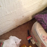 Bed Bugs