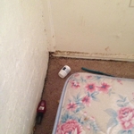 Bed Bugs