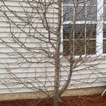The tree/bush to be removed