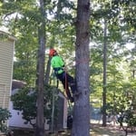 Tree removal