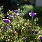 Perennial and Annual Plantings