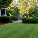 Zoysia lawn