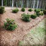 Encore Azaleas