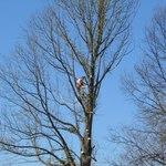 Front Yard Removal Eastgate Ohio