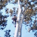 Sycamore Removal in Ripley Ohio