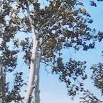 Another Sycamore in Ripley Ohio