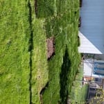 Sod laid and ready for trimming