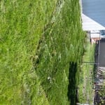 Sod after trimmed and fit in place