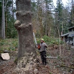 Tree Removal