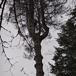 Tree Removal