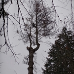 Tree Removal