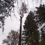 Tree Removal