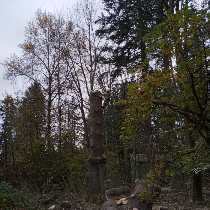 Tree Removal