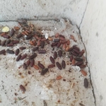 Blow Fly Egg Capsules