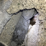 Rodent Burrow