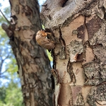 Cicada Exoskeleton