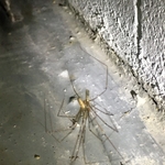 Cellar Spiders