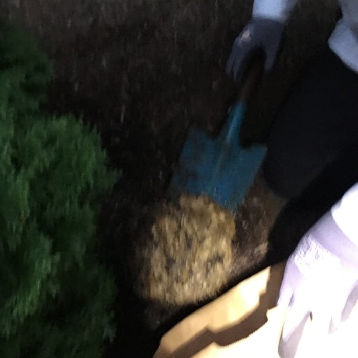 Yellow Jacket Nest Removal
